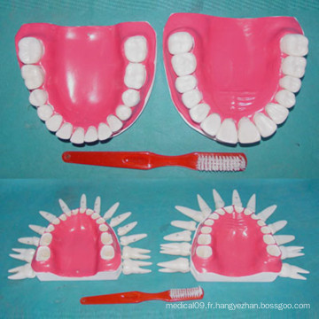 Humain Normal 28 Modèle de dents pour la démonstration médicale